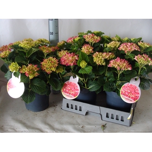 Hydrangea mac.   ...