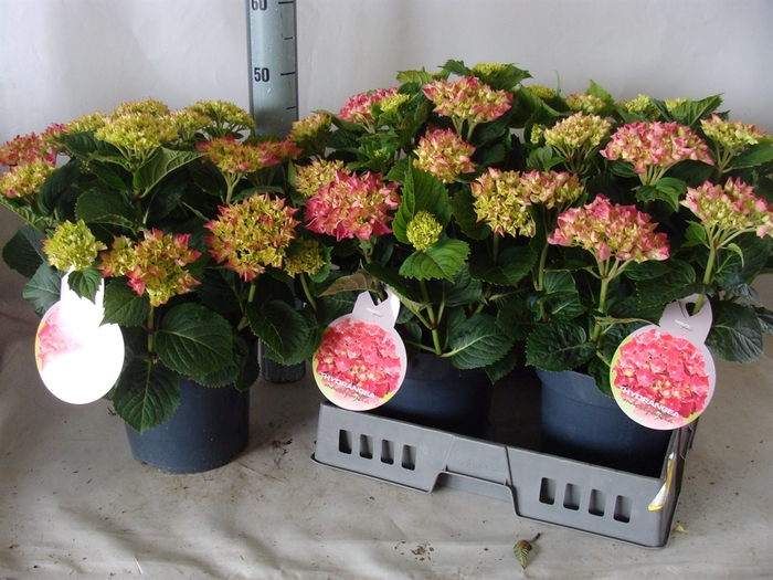 <h4>Hydrangea mac.   ...</h4>