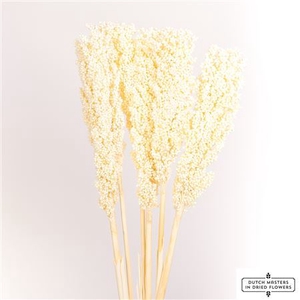 Dried Sorghum 6pc Bleached Bunch