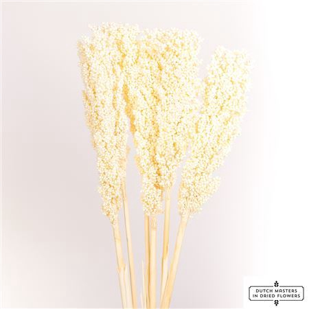 Dried Sorghum 6pc Bleached Bunch