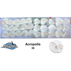 Acropolis 30