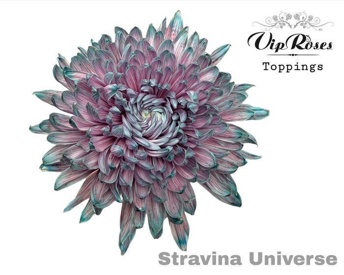 <h4>CHR G STRAVINA UNIVERSE</h4>