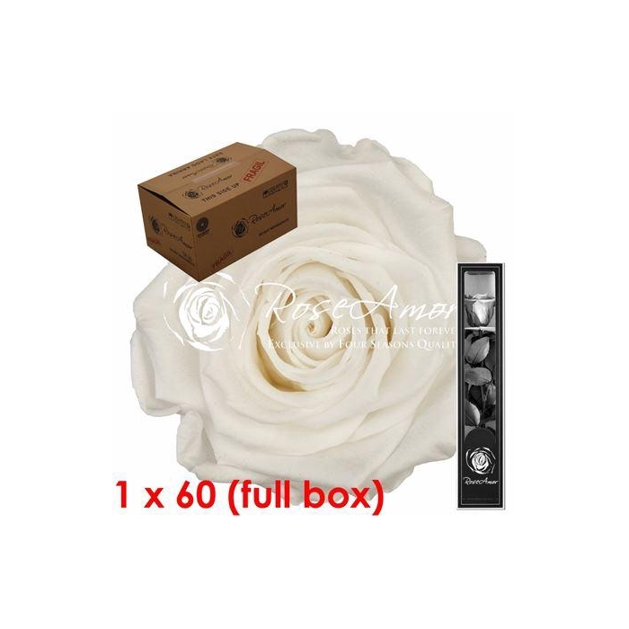 <h4>30cm Stem Whi01 Bulk</h4>