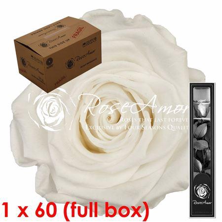 30cm Stem Whi01 Bulk