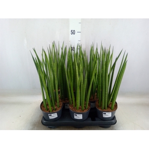 Sansevieria cyl.  ...
