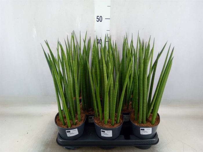 <h4>Sansevieria cyl.  ...</h4>