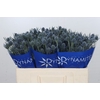 Eryngium Blue Dynamite