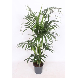 Howea forsteriana 6 per pot