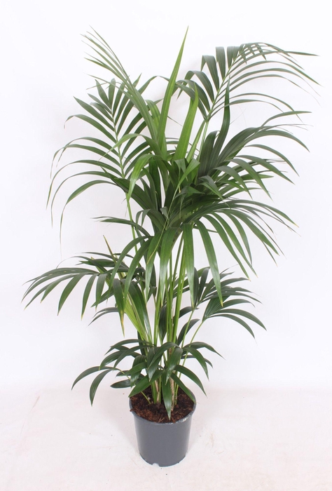 <h4>Howea forsteriana 6 per pot</h4>
