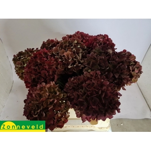 Hydrangea mag pink ruby classic