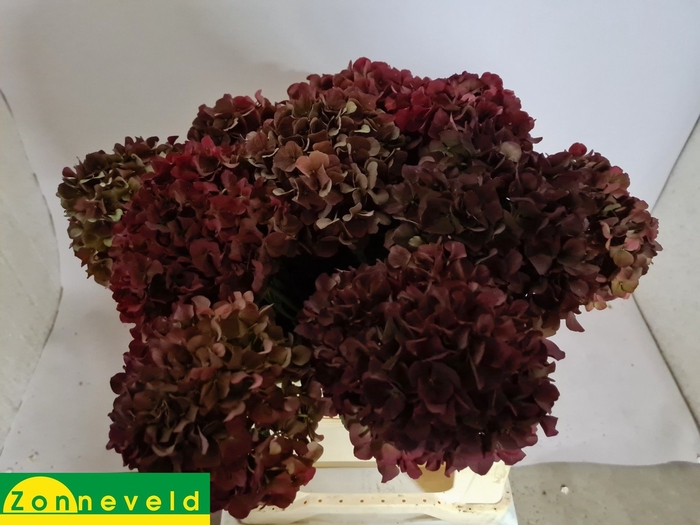 <h4>Hydrangea mag pink ruby classic</h4>