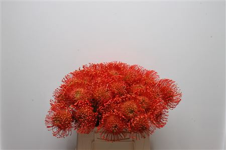 <h4>Leuco Emily</h4>