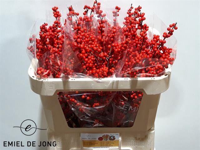 <h4>ILEX VE RODE BES</h4>