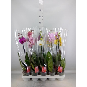 Phalaenopsis   ...mix