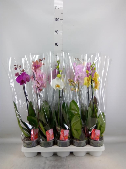 <h4>Phalaenopsis   ...mix</h4>
