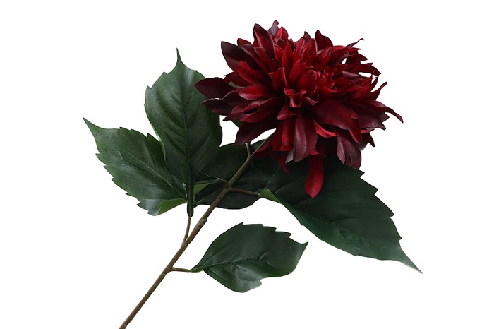 Dahlia Spider Bordeaux