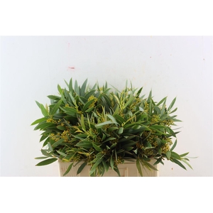 Euca Amber Nut Berry 50cm