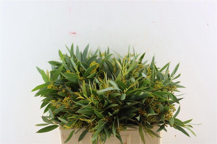 <h4>Euca Amber Nut Berry 50cm</h4>