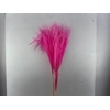 Dried Silvergrass Lightpink 5pc Bunch