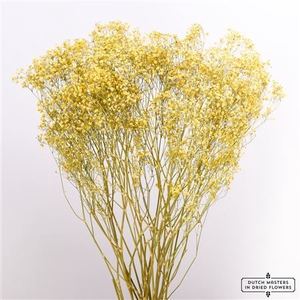 Dried Gyps Yellow Extra Bunch