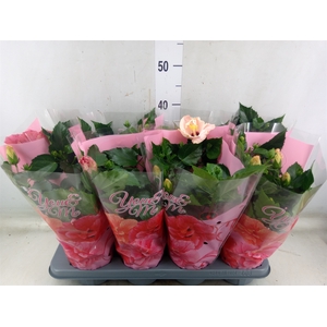 Hibiscus rosa-sin.   ...mix