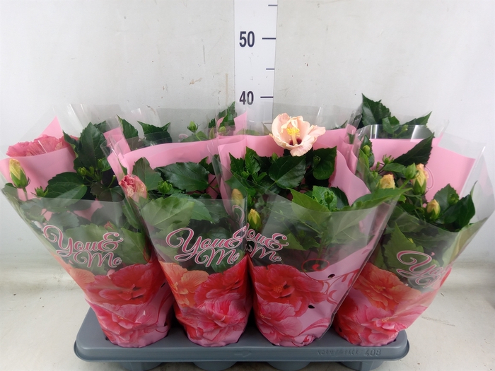 <h4>Hibiscus rosa-sin.   ...mix</h4>
