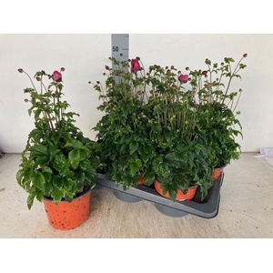 ANEM HUPEHENSIS
