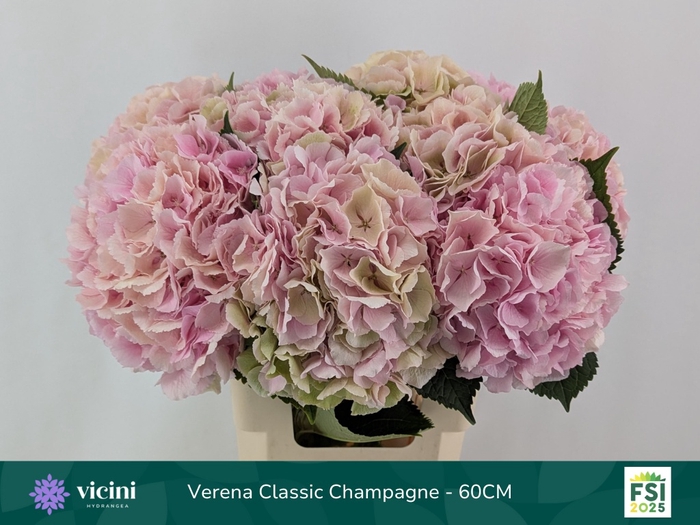 <h4>HYDR M CH VERENA CL</h4>