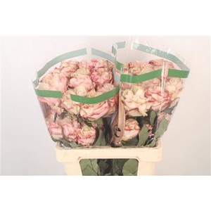 R Gr Ec Country Candy