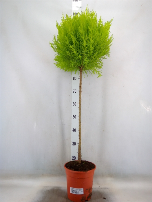 <h4>Cupressus macro. 'Goldcrest' .shape</h4>