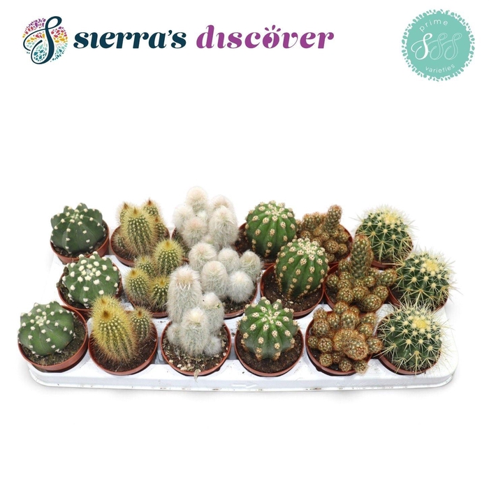 <h4>CACTUS GEM</h4>