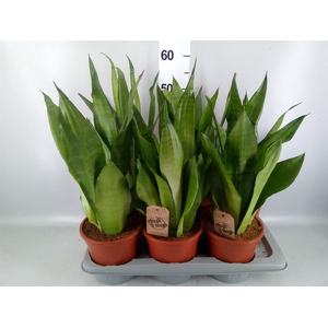Sansevieria trifa. 'Moonshine'