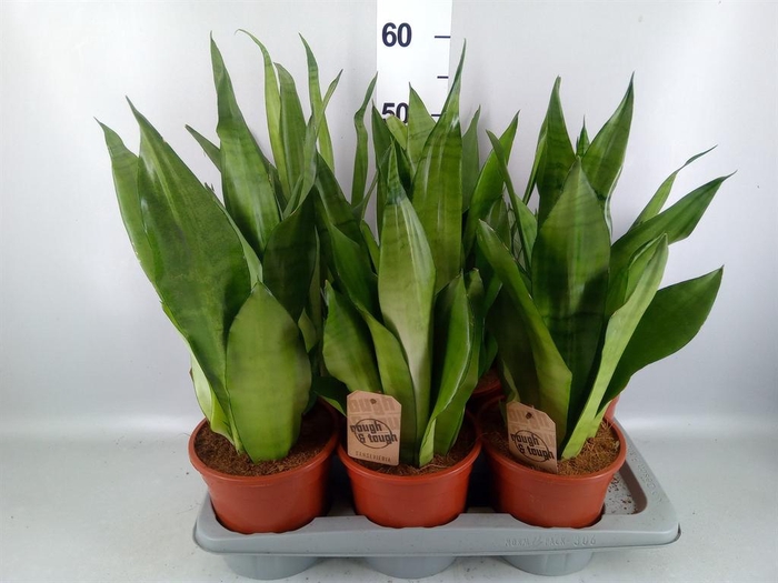 <h4>Sansevieria trifa. 'Moonshine'</h4>