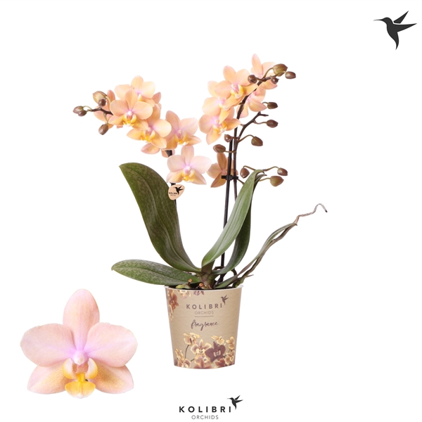 Kolibri Orchids Phalaenopsis Fragrance orange 2 spike