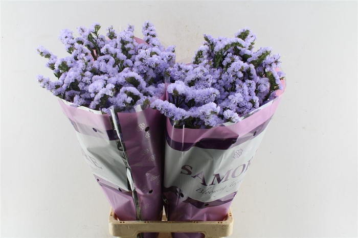 <h4>Lim S Donau Birds</h4>