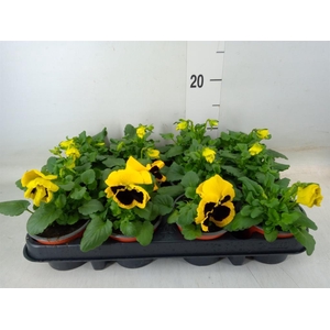 Viola wr. 'Colossus Yellow Blotch'