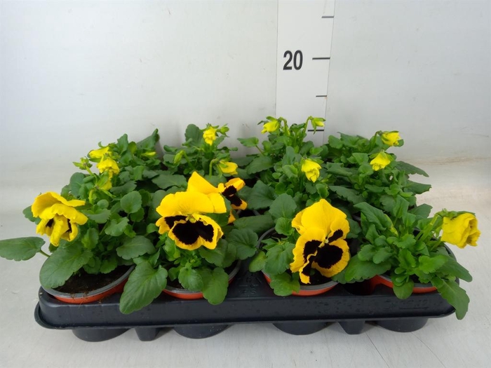 <h4>Viola wr. 'Colossus Yellow Blotch'</h4>