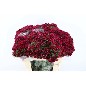 Di Barb Breanthus Jolly Purple Pink