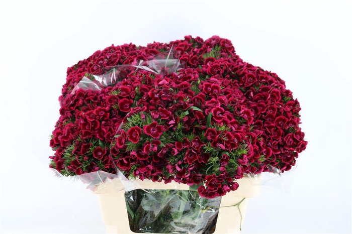 <h4>Di Barb Breanthus Jolly Purple Pink</h4>