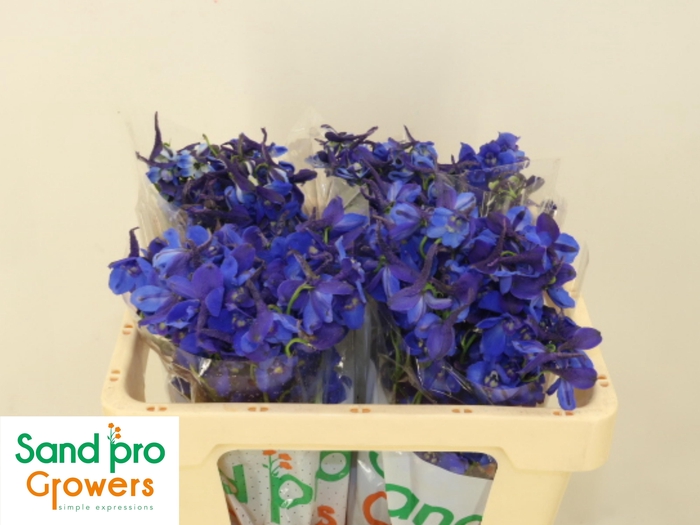 <h4>DELPH EN DONNA</h4>