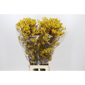 Anigozanthos Yellow Gem