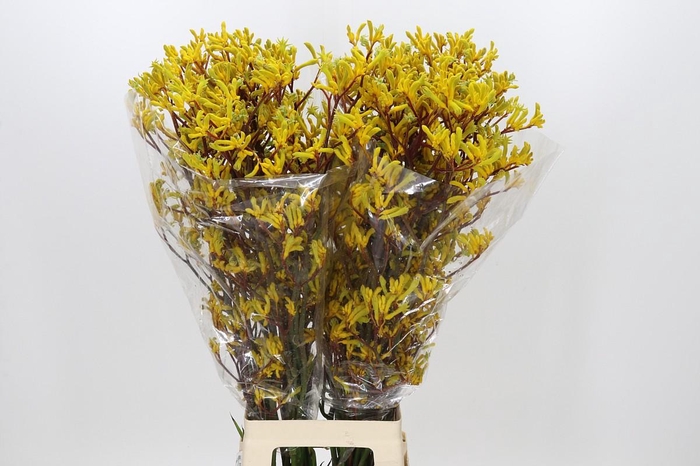 <h4>Anigozanthos Yellow Gem</h4>