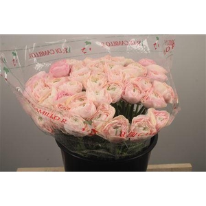 Ran... Su Madame Super