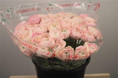 <h4>Ran... Su Madame Super</h4>