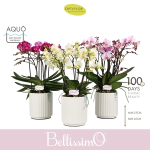 Bellissimo Mix in Molise White Aquo