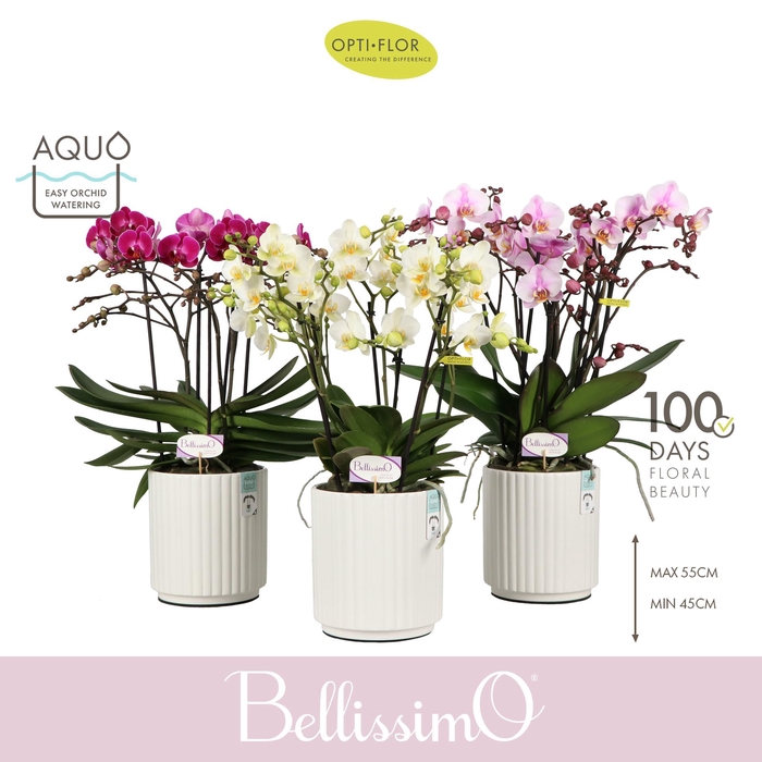 <h4>Bellissimo Mix in Molise White Aquo</h4>