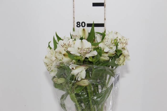 <h4>ALSTROEMERIA WHITNEY 080 CM</h4>