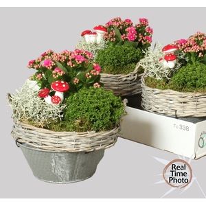 ARR TUINPLANTEN