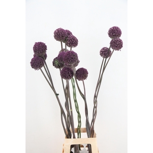 ALLIUM OV