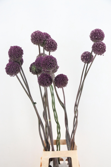 <h4>ALLIUM OV</h4>